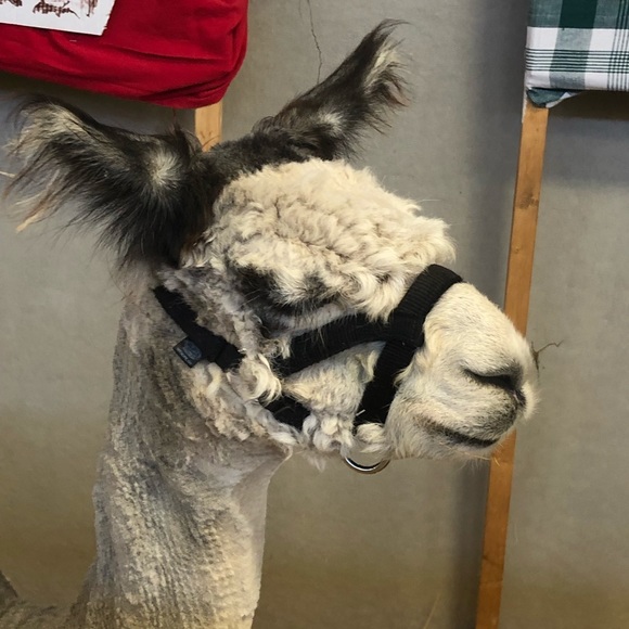 Meet your Posher, Tracey - Picture 1 of 1